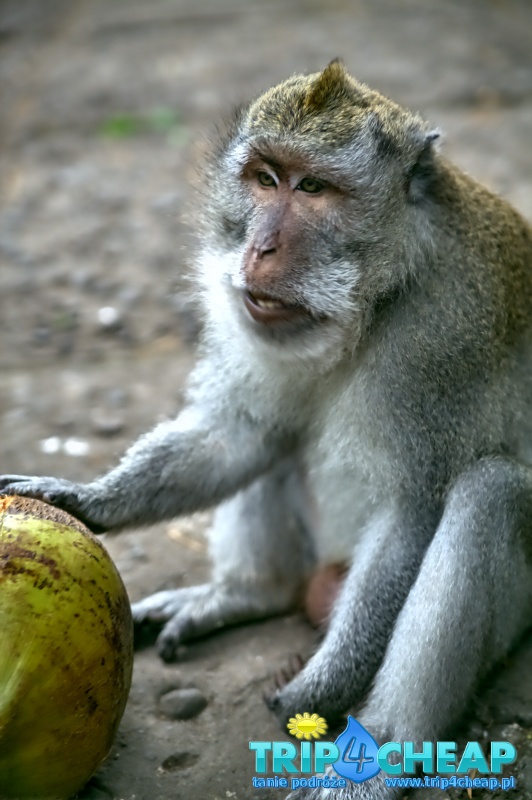 Ubud na Bali, Monkey Forest