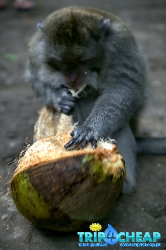 Bali-Monkey Forest