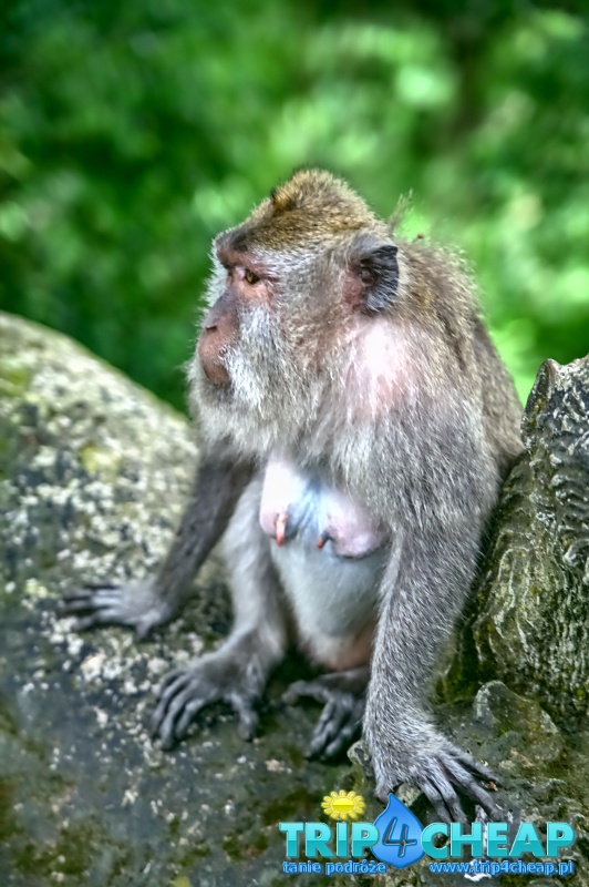 Małpa w Monkey Forest