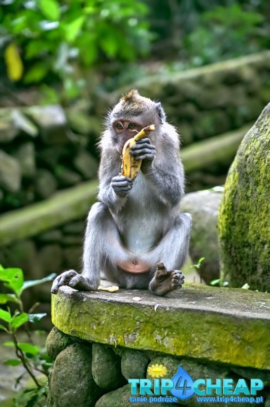 Małpa w Monkey Forest-Ubud