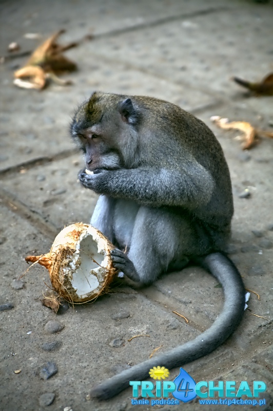 Małpa w Monkey Forest, Ubud-Bali