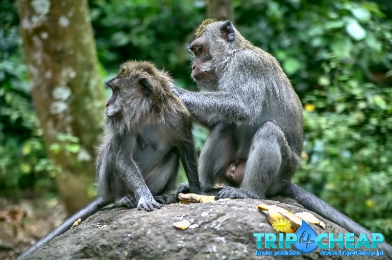Małpa w Monkey Forest w Ubud-Bali