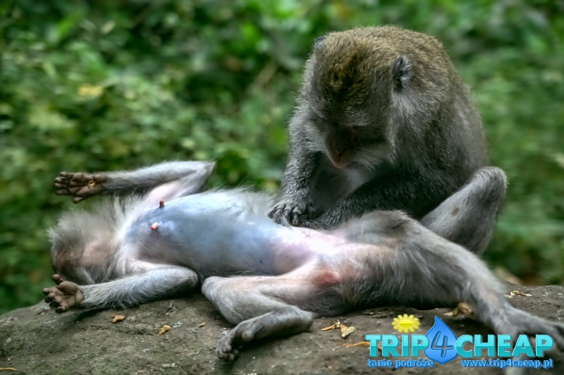 Małpy w Monkey Forest w Ubud na Bali
