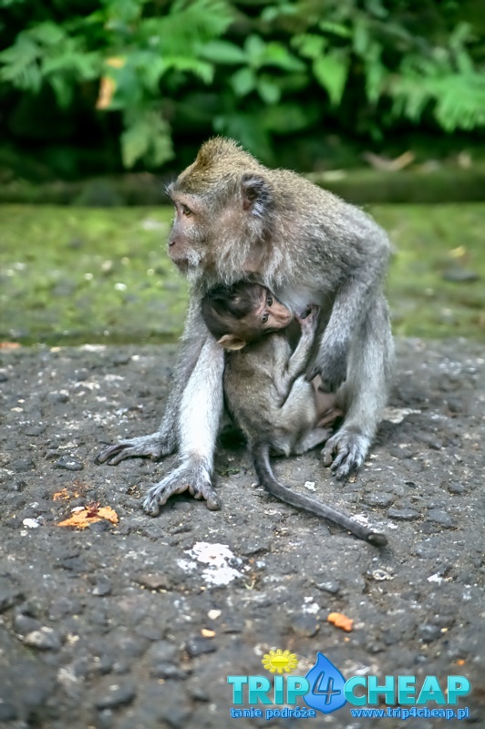 Małpy w Monkey Forest w Ubud-Bali