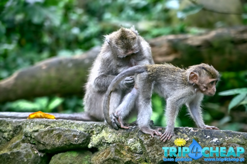 Monkey Forest-Ubud