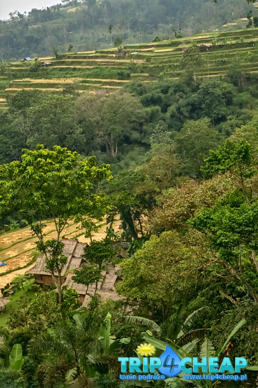 Tarasy ryżowe z góry na Bali