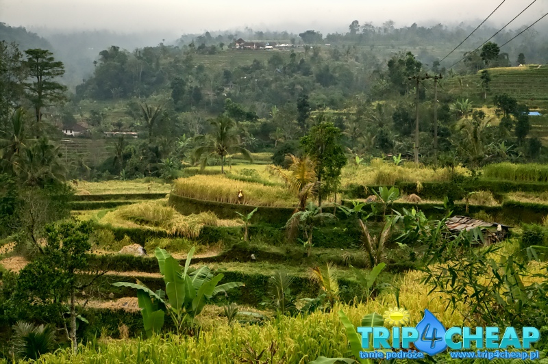 Tarasy ryżowe na Bali-Indonezja