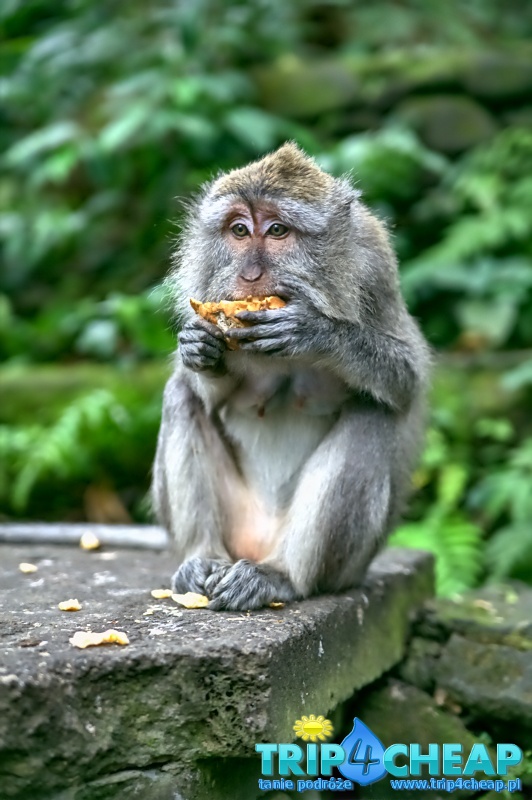 Monkey Forest w Ubud-Bali
