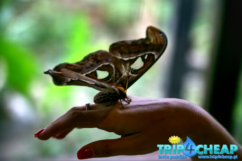 Motyl w Bali Butterfly Park