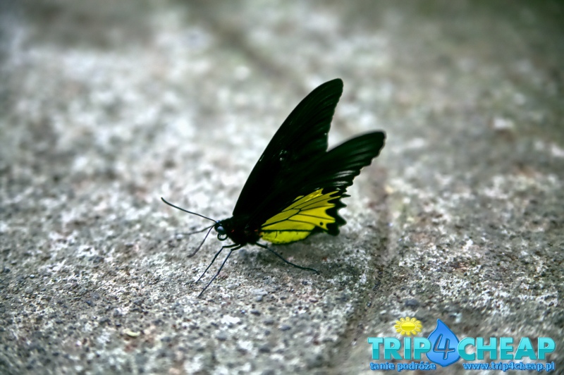 Motyl-Bali Butterfly Park