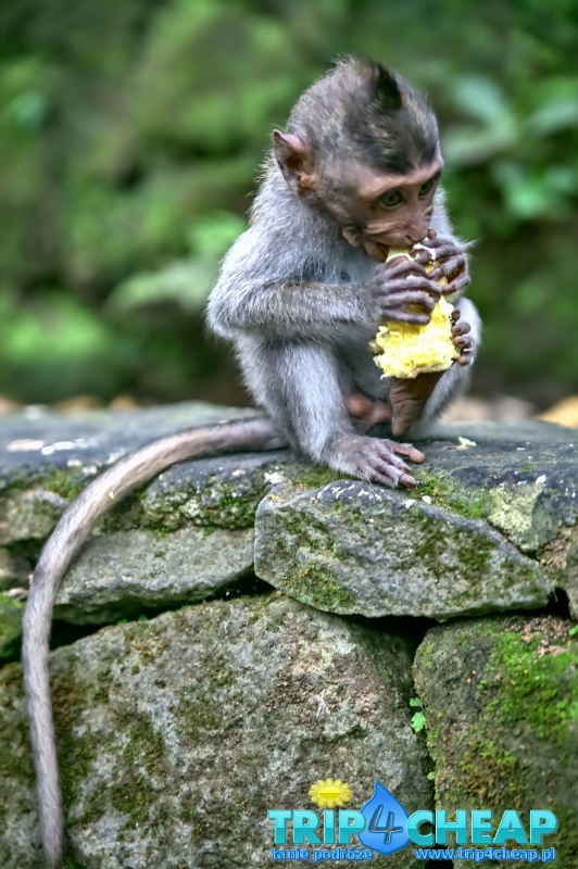 Monkey Forest w Ubud na Bali