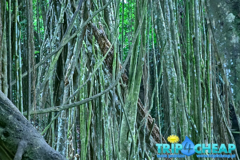 Drzewo w Monkey Forest-Ubud na Bali