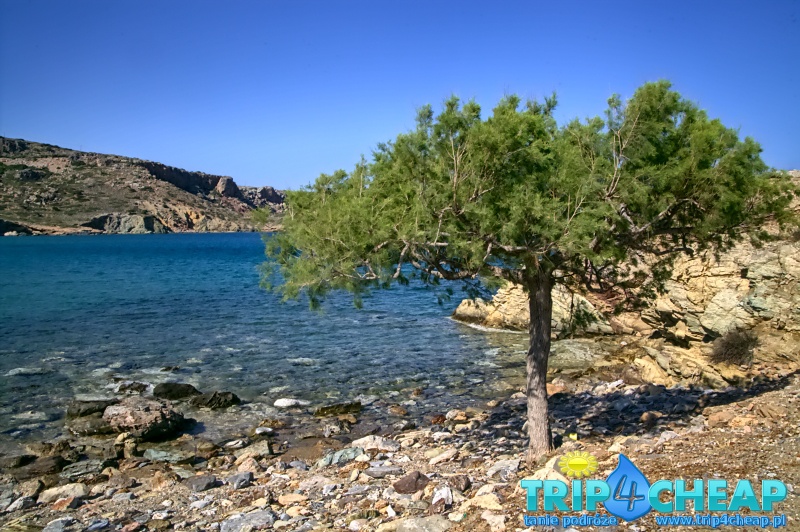 Drzewo na plaży Itanos na Krecie