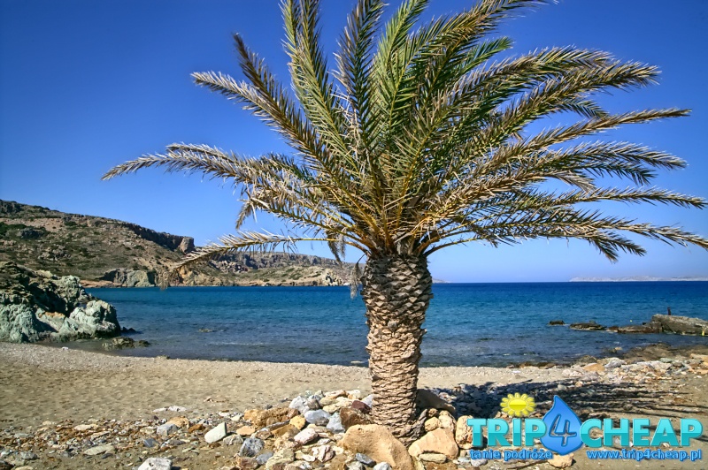 Palma na plaży Itanos-Kreta