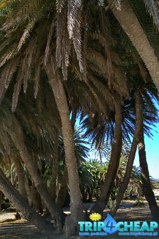 Palmy na plaży Vai na Krecie