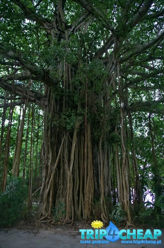 Drzewo w Biyadhoo, Malediwy