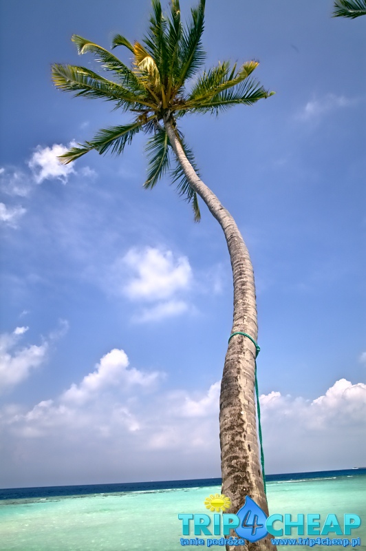 Palma na Maafushi