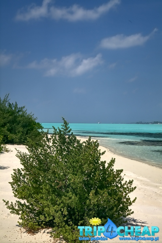 Brzeg na Picnik Island, Malediwy
