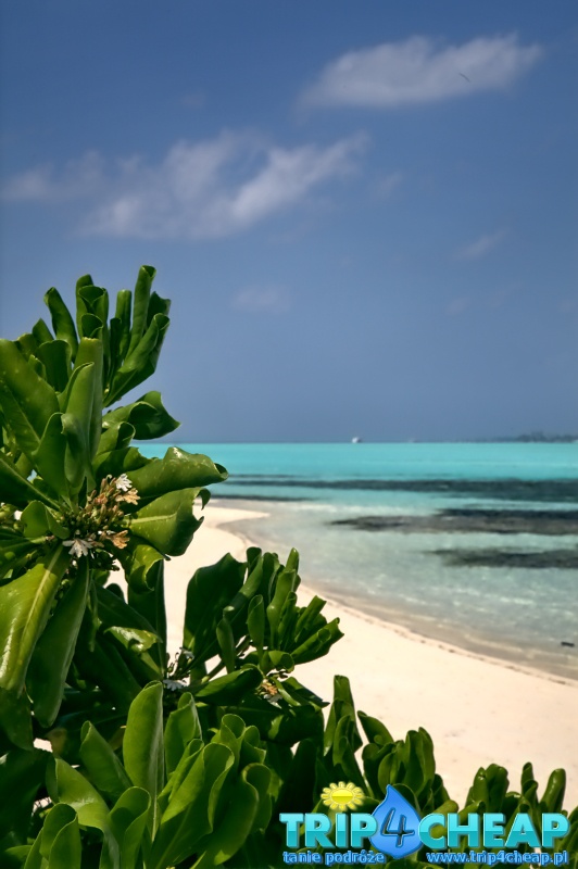 Brzeg na Picnik Island na Malediwach