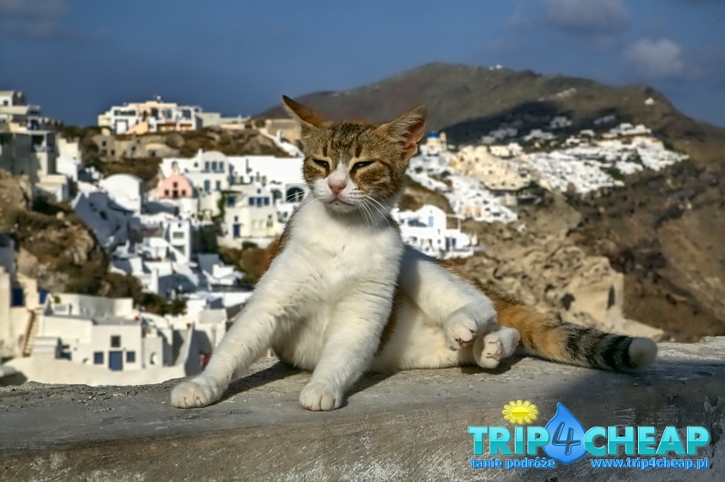 Kot na Santorini-Oia, Grecja