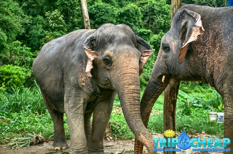 Słonie w Ao Nang-Tajlandia