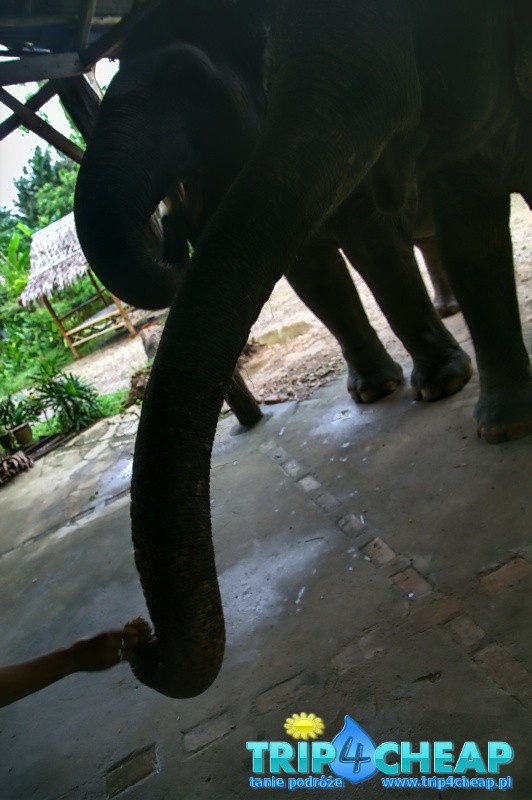 Karmienie słonia, Ao Nang-Tajlandia