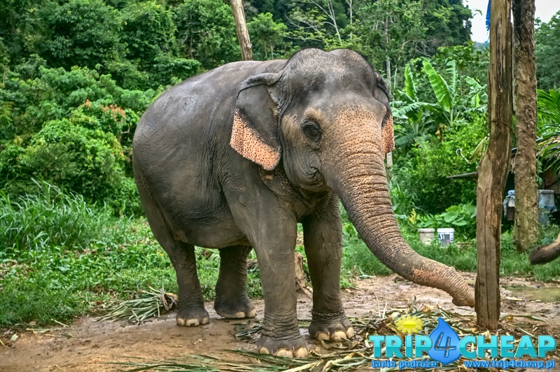 Słoń, Ao Nang-Tajlandia